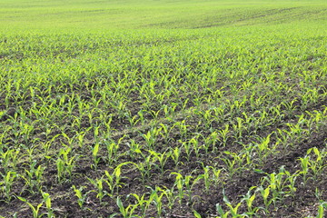 Young green corn seedlings in spring on agricultural field