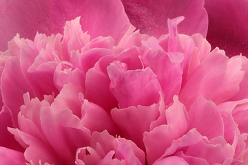 Pink peony blooms closeup