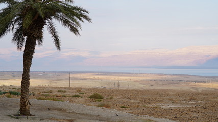 Landscape with Dead Sea, desert and palm in Israel at sunset.