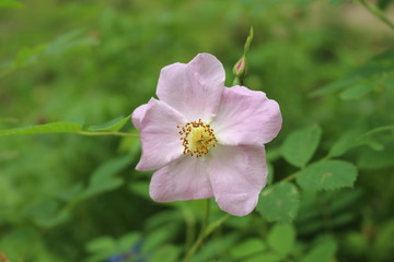  Pink wild rose blooms in early summer. Her flowers are very fragrant and beautiful.