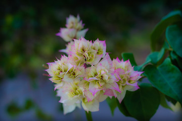flower in the garden