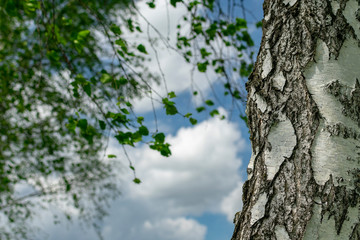  White birch trunk on the background of foliage and blue sky