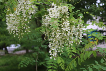  Acacia blossomed with white fragrant clusters of flowers