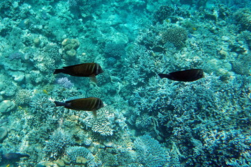 Zebrasoma desjardinii, Desjardin's sailfin tang