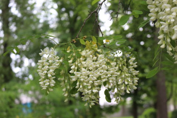  Acacia blossomed with white fragrant clusters of flowers