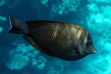 Fototapeta premium Zebrasoma desjardinii, Desjardin's sailfin tang