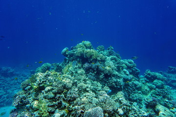 Red Sea reef