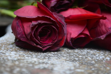 red rose and wedding rings on background