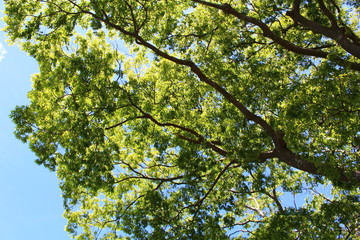Fototapeta premium 初夏の公園
