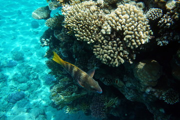 Naklejka na ściany i meble Scarus ferrugineus, Rusty parrotfish