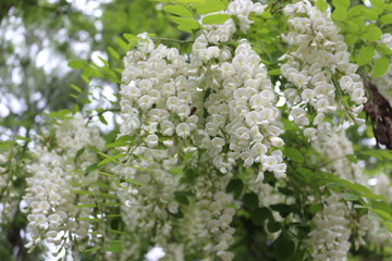  Acacia blossomed with white fragrant clusters of flowers