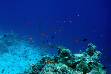 Red Sea reef