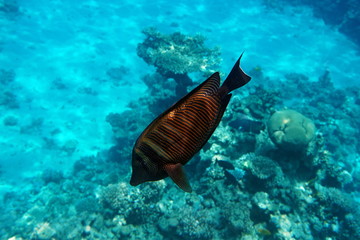 Zebrasoma desjardinii, Desjardin's sailfin tang