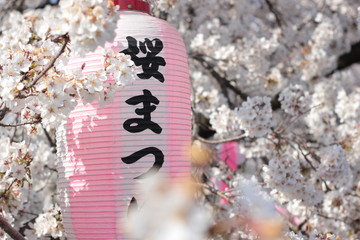 桜まつり