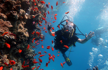 Diving in the Red Sea in Egypt, tropical reef