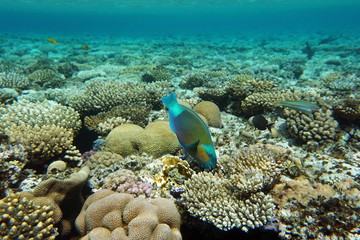Fototapeta na wymiar Chlorurus sordidus, Daisy parrotfish