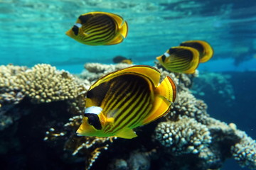Chaetodon fasciatus, Diagonal-lined butterflyfish