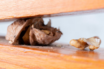 process of cracking hazelnuts and walnuts cracking with a special wooden tool, healthy nuts