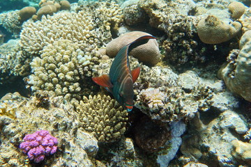 Fish in the Red Sea