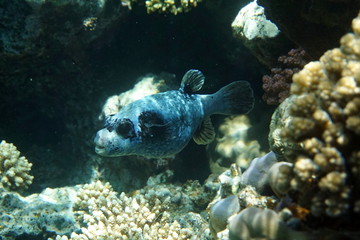 Arothron diadematus, Masked puffer
