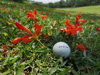 the golf ball on rough with red flowers