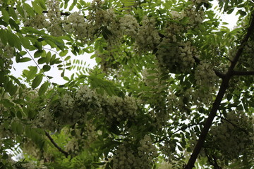 Acacia blossomed with white fragrant clusters of flowers