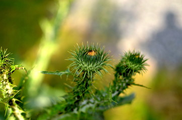 Closer look on thistle bud