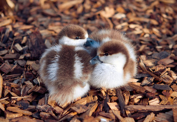 ducklings