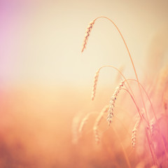 Obraz premium golden ears of wheat or rye, close up with drops of dew.