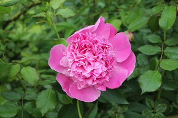  Bright pink peonies bloom in a flower bed in spring