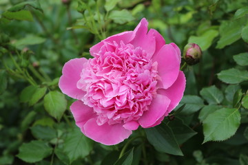  Bright pink peonies bloom in a flower bed in spring