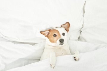 Jack Russell dog is lying on a white bed