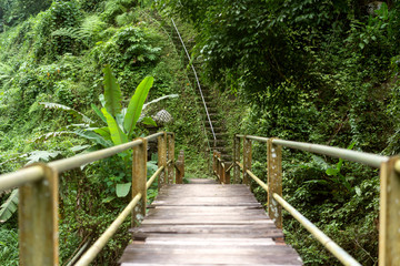 Obraz premium palmy w dżungli Indonezji