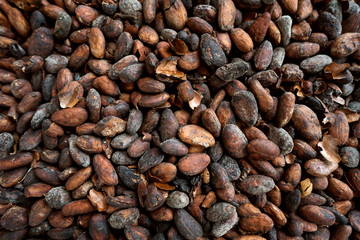 close-up cocoa beans are on the market of Indonesia