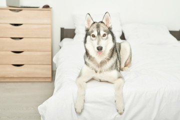Husky dog ​​lying on a white bed at home