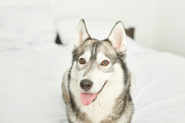 Husky dog ​​lying on a white bed at home
