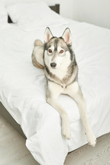 Husky dog ​​lying on a white bed at home