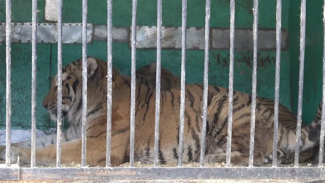 Tigers in a cage of mobile zoo. Animals have to endure a snowy winter in the North, snowfall