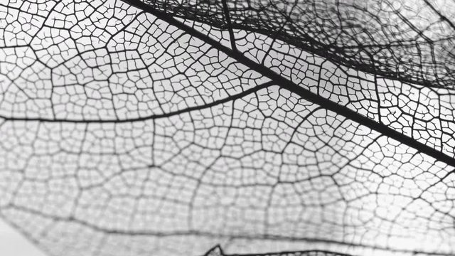 Skeletal background of leaves. Close up.