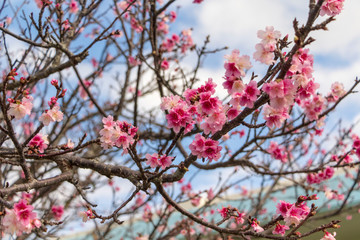 沖縄の桜の花