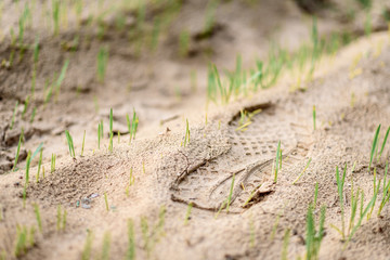 Footprint in the sand field with grass.