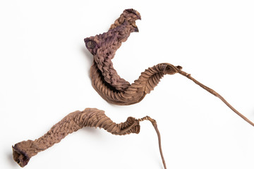 A close-up look at the form, shape and texture of two dried brown leaves set artistically as fine art composed image on a plain white background.