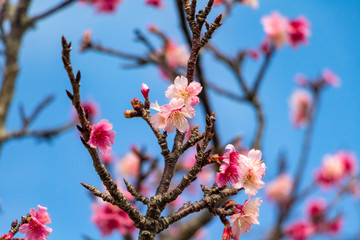 沖縄の桜の花