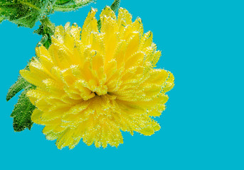 A wonderful flower in bubbles of air. Macro on a yellow background
