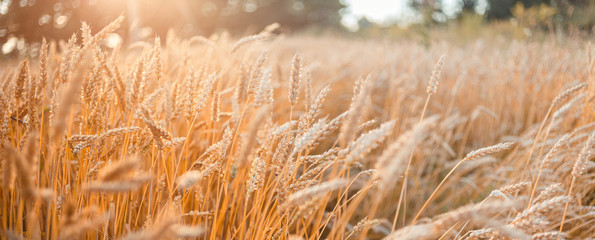 Wheat field . Golden wheat ears close-up with the sun.