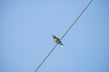 Chestnut - headed Bee - eater