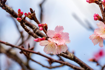 沖縄の桜の花
