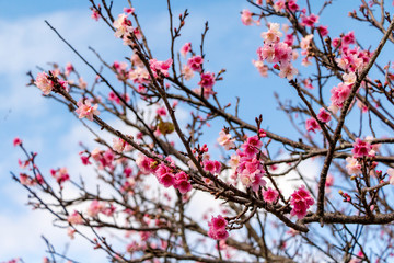 沖縄の桜の花