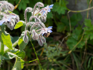 Borago officinalis - Honigbiene auf einer Borretschpflanze mit offenen und geschlossenen Bl&uuml;ten