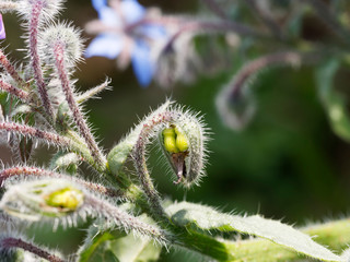 Blütenstand einer Borretsch oder Kukumerkraut (Borago officinalis)